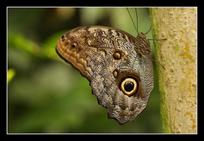 LT Papillon 07